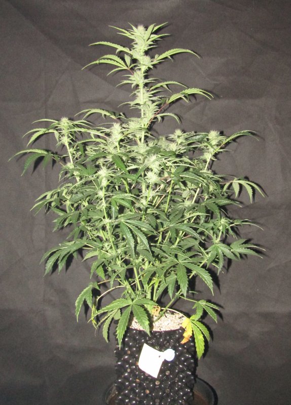 double grape 3L day 53.JPG