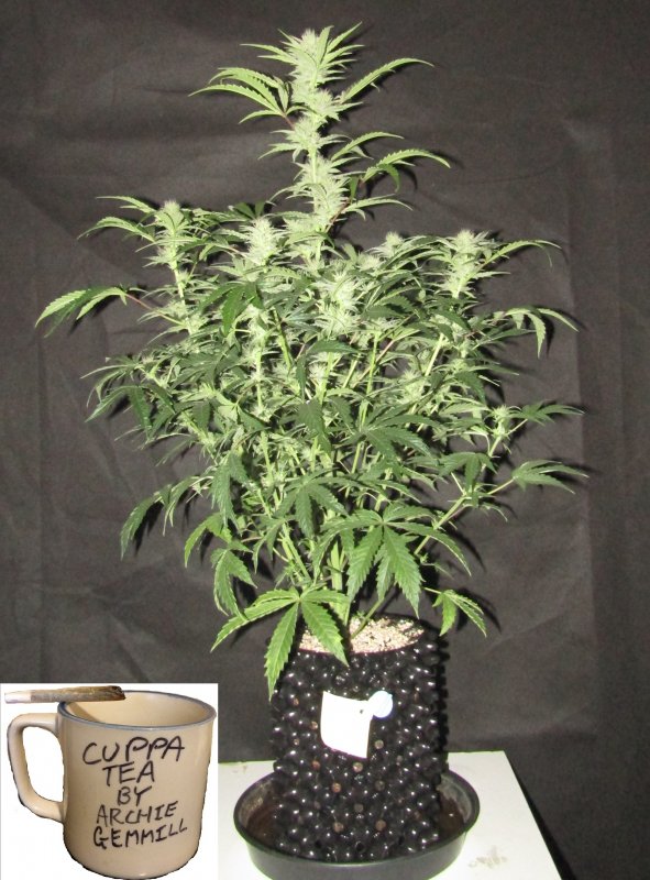 double grape 3L day 55.JPG