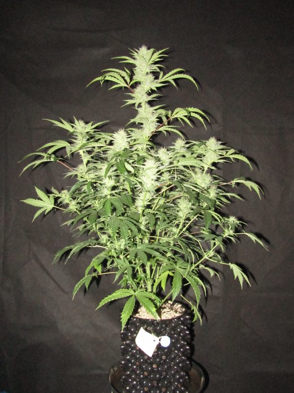 double grape 3L day 59.JPG