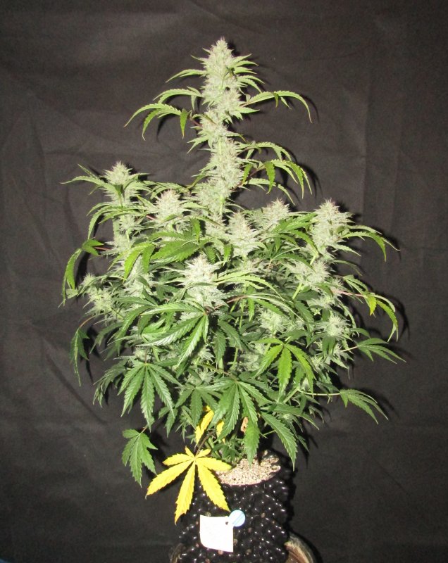 double grape 3L day 67.JPG