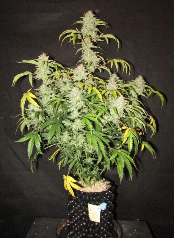 double grape 3L day 75.JPG