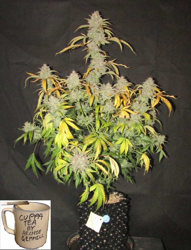 double grape 3L day 83.JPG