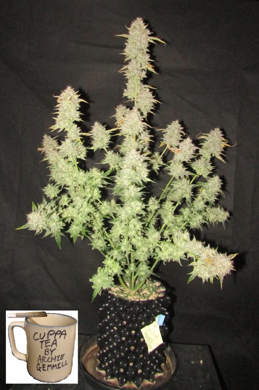 double grape 3L day 85 trimmed.JPG