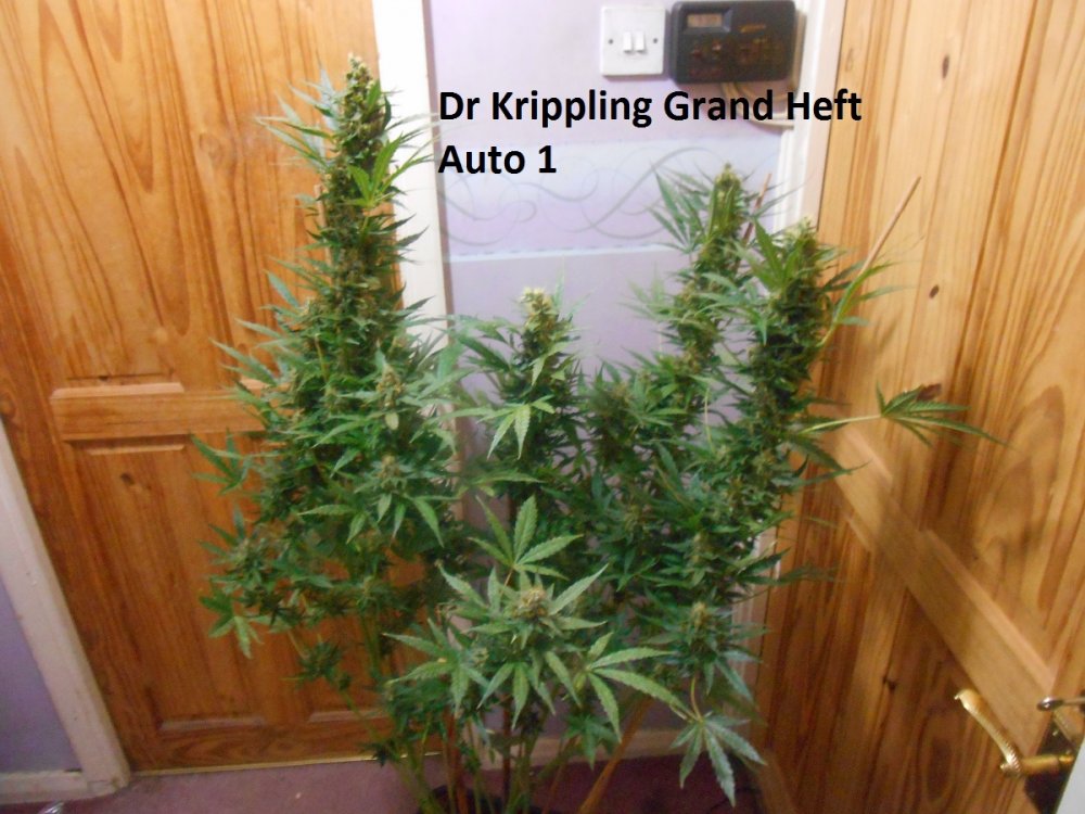 Dr Krippling Grand Heft Auto 1-4.jpg