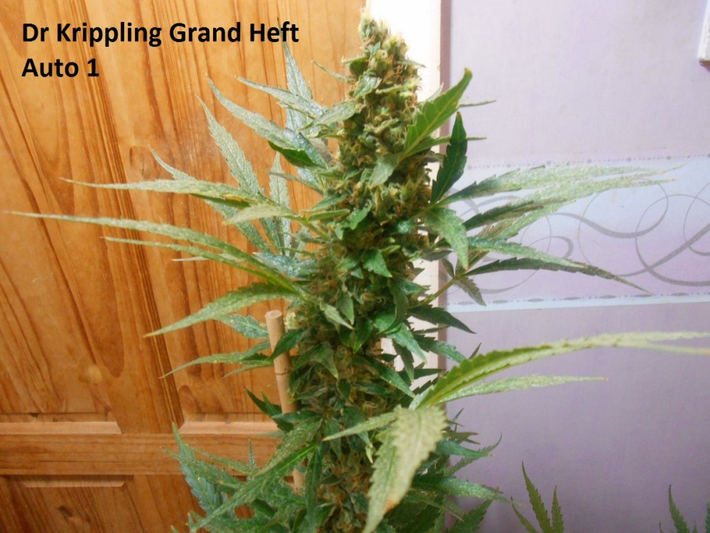 Dr Krippling Grand Heft Auto 1-5.jpg