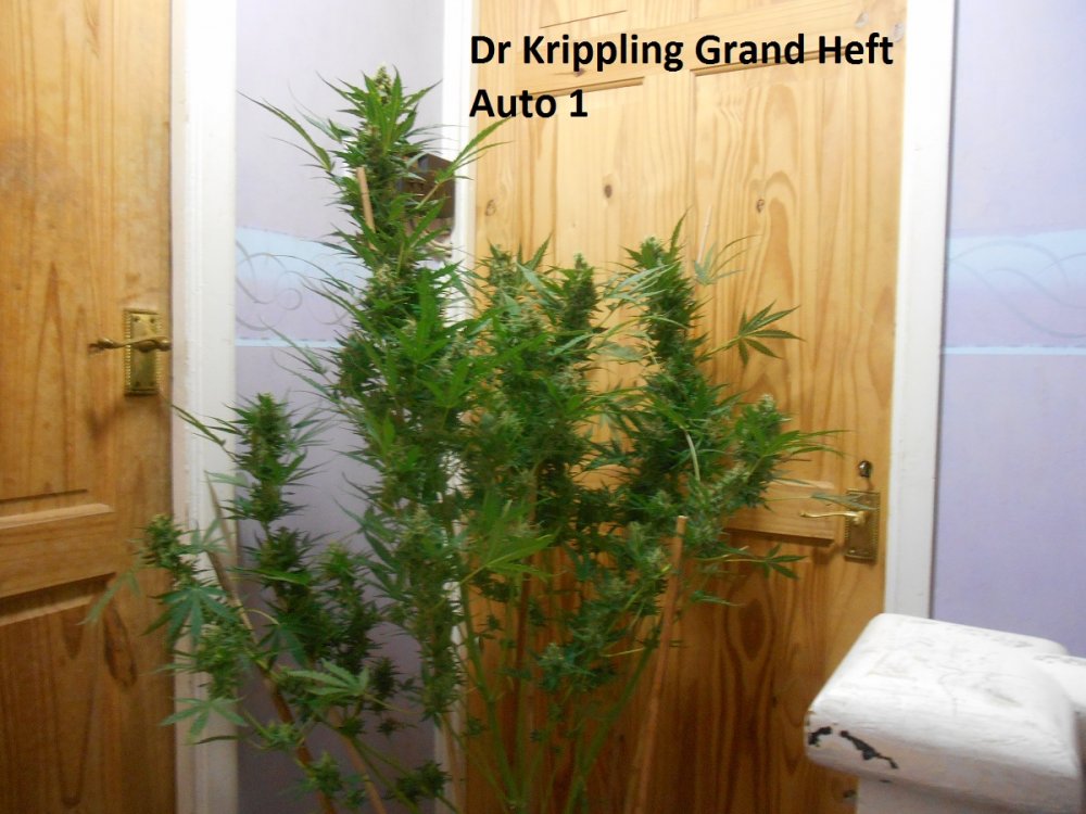 Dr Krippling Grand Heft Auto 1-6.jpg