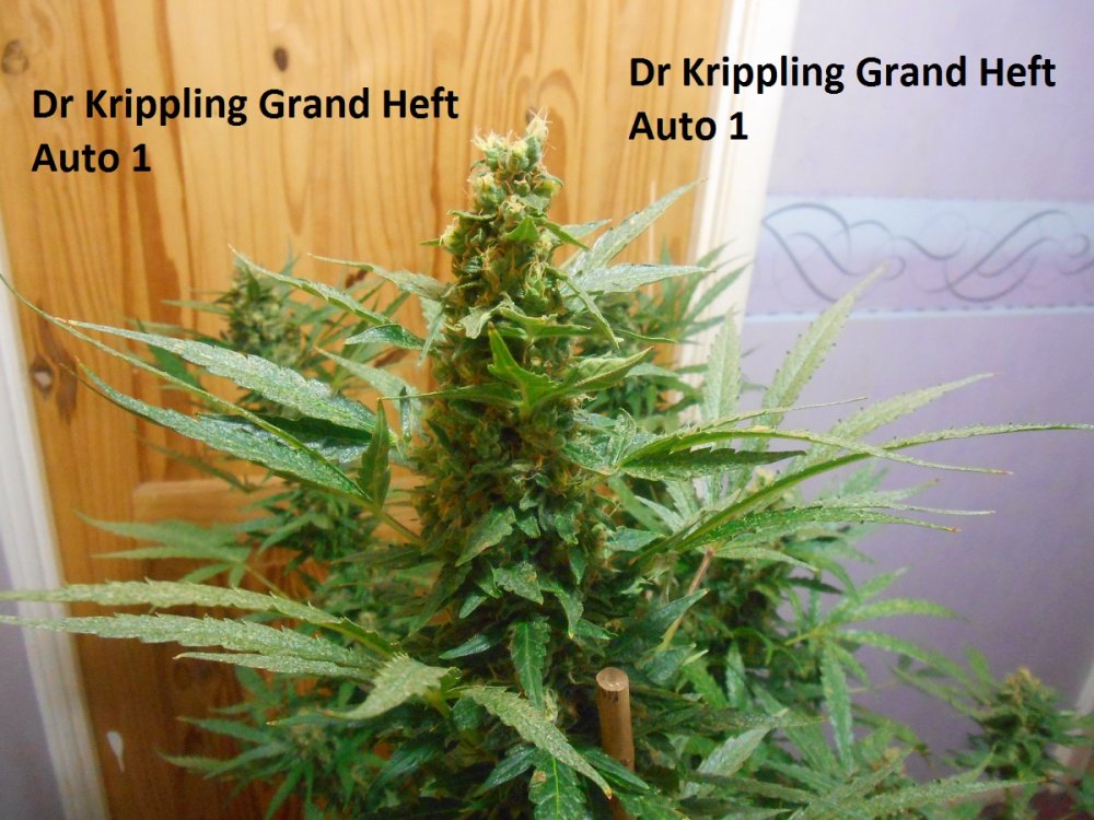 Dr Krippling Grand Heft Auto 1-8.jpg