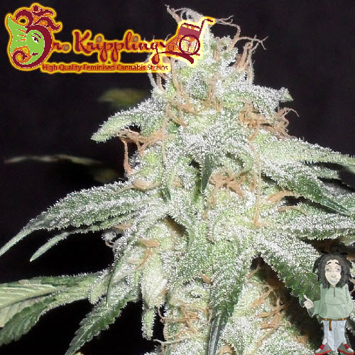 dr-krippling-pickled-diesel-autoflowering-feminised-seeds_500.jpg