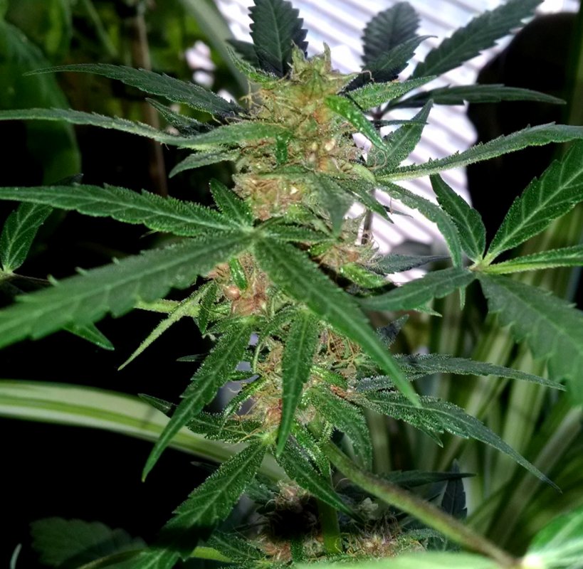 Dragon Kush Seed plant-7-15-2016.jpg