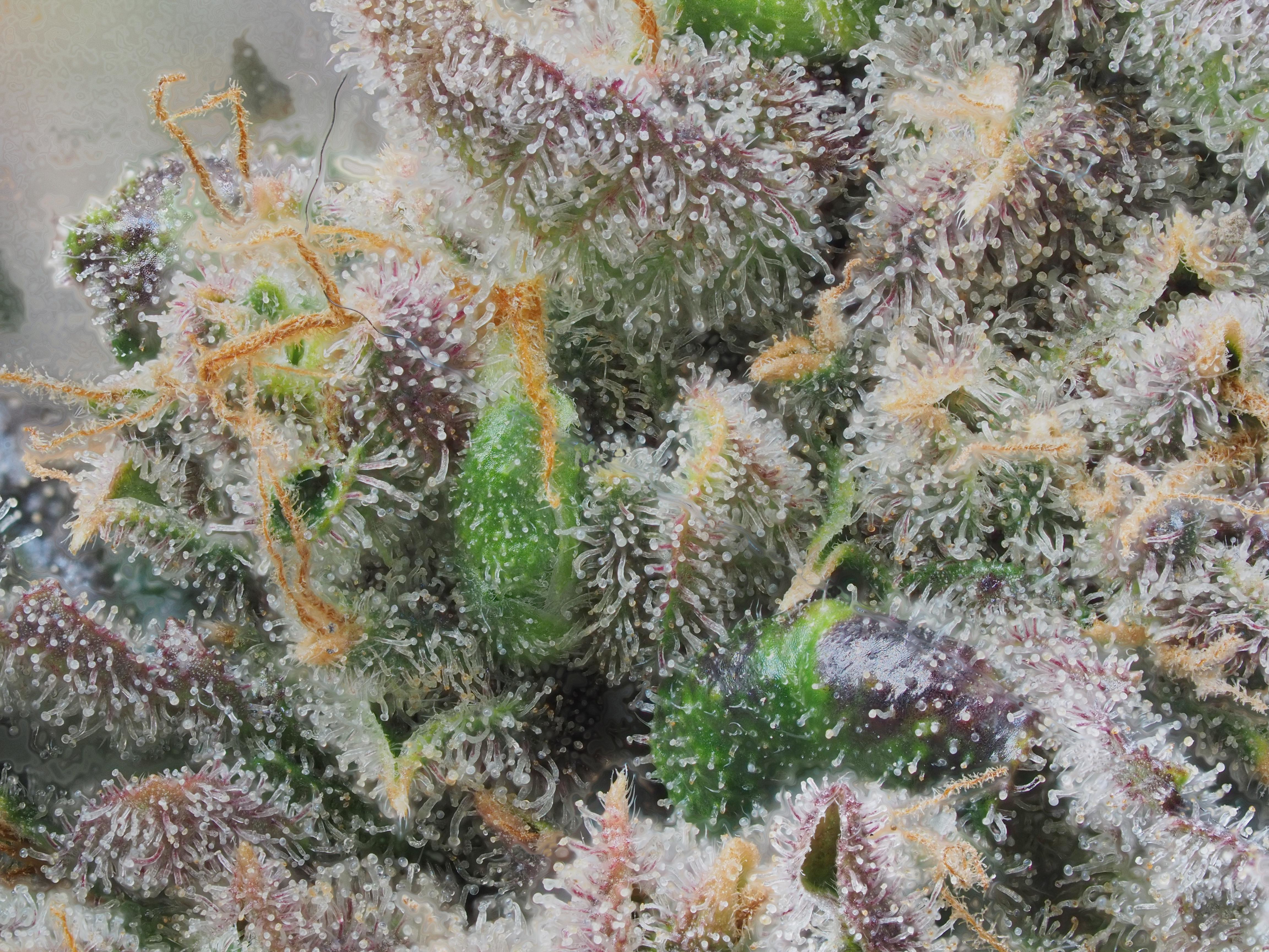 Dragon seedster trichs.jpg