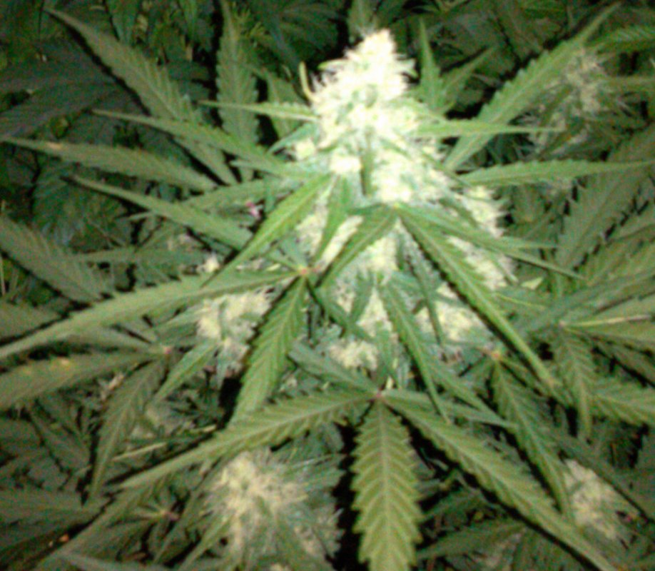 Dragon's Blood bud pic1 -10-27-2015.jpg