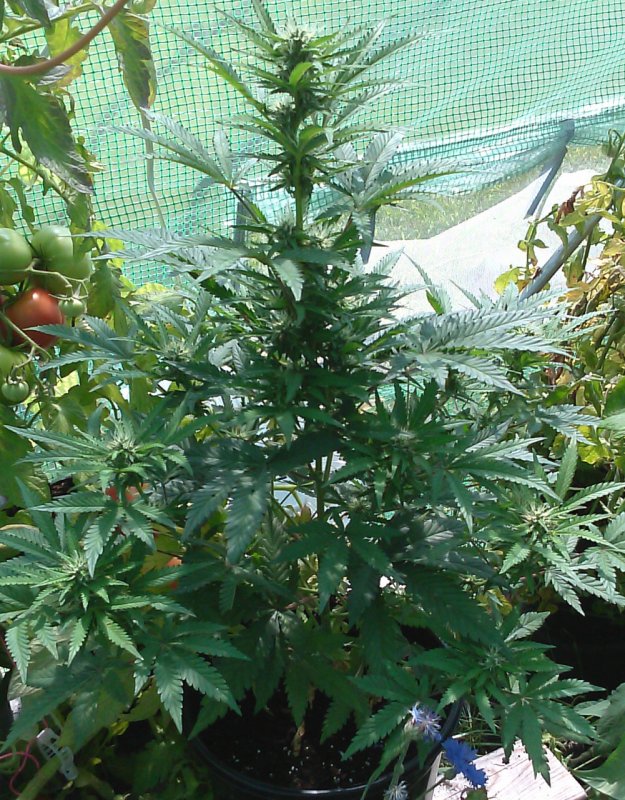 Dragon's Blood plant2-  Kush-7-23-2015.jpg