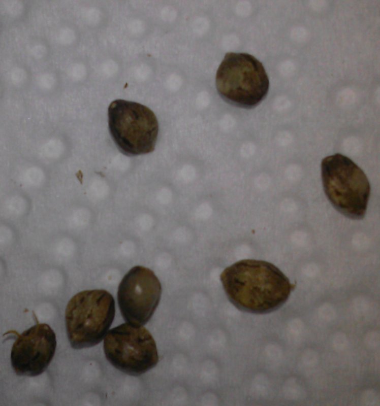 Dragon's Blood seeds pic1.jpg