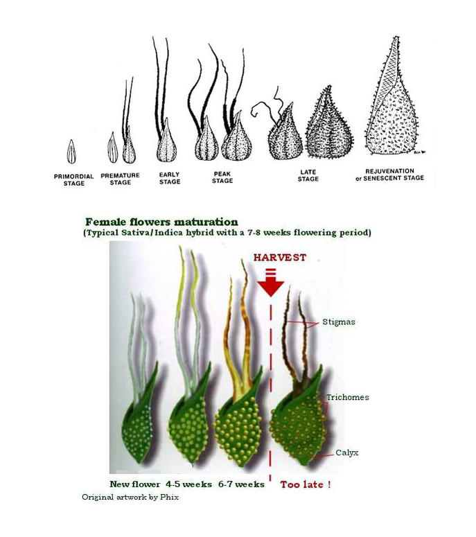 drawn-weed-pick-12.jpg