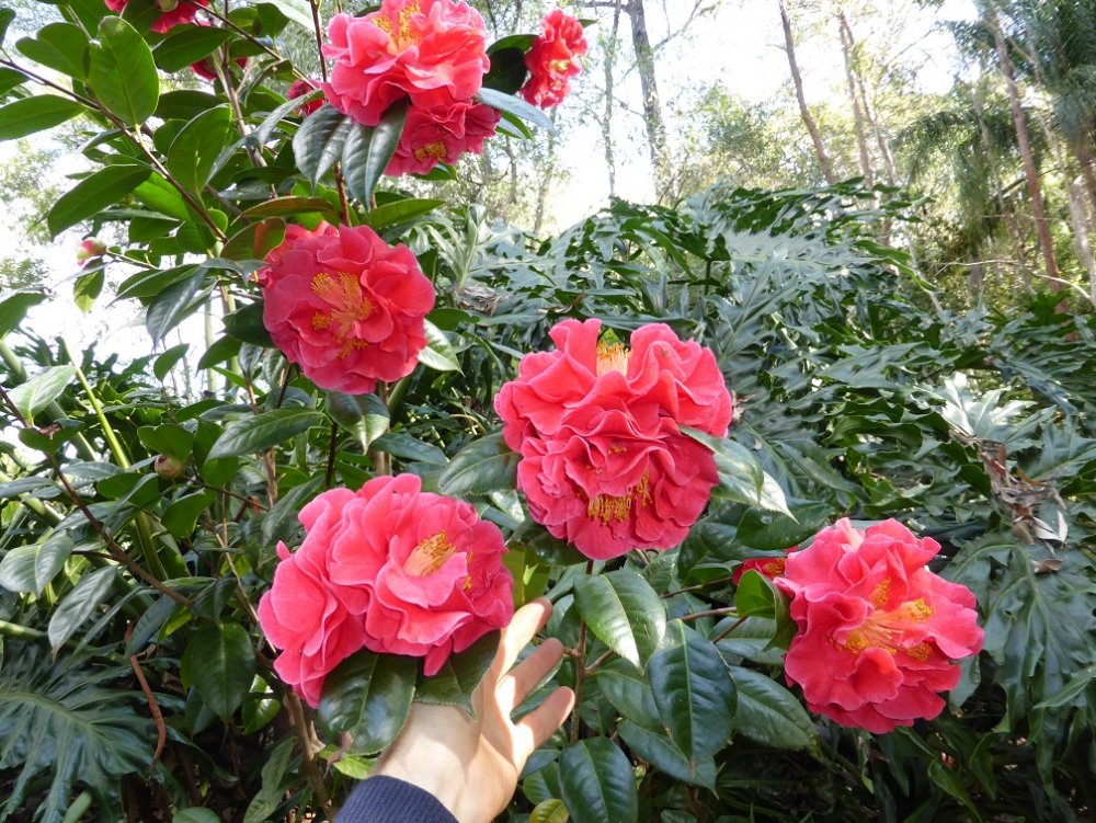 drcliffordparks camellia.jpg