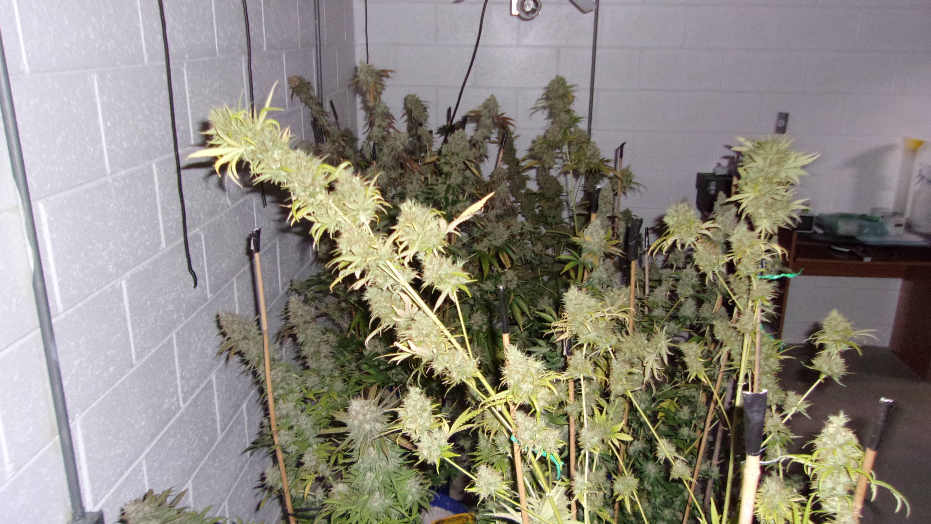 Droopy Black Domina's.JPG