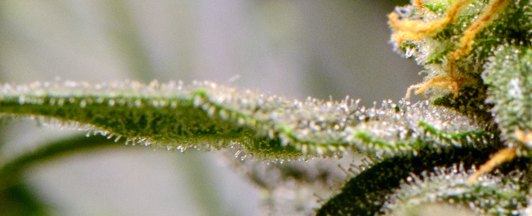 DSC_0535 Trichs are for Grownups.jpg