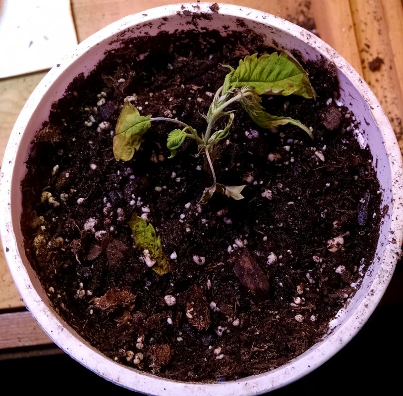 ducksfoot clone pic1 -2-14-2017.jpg