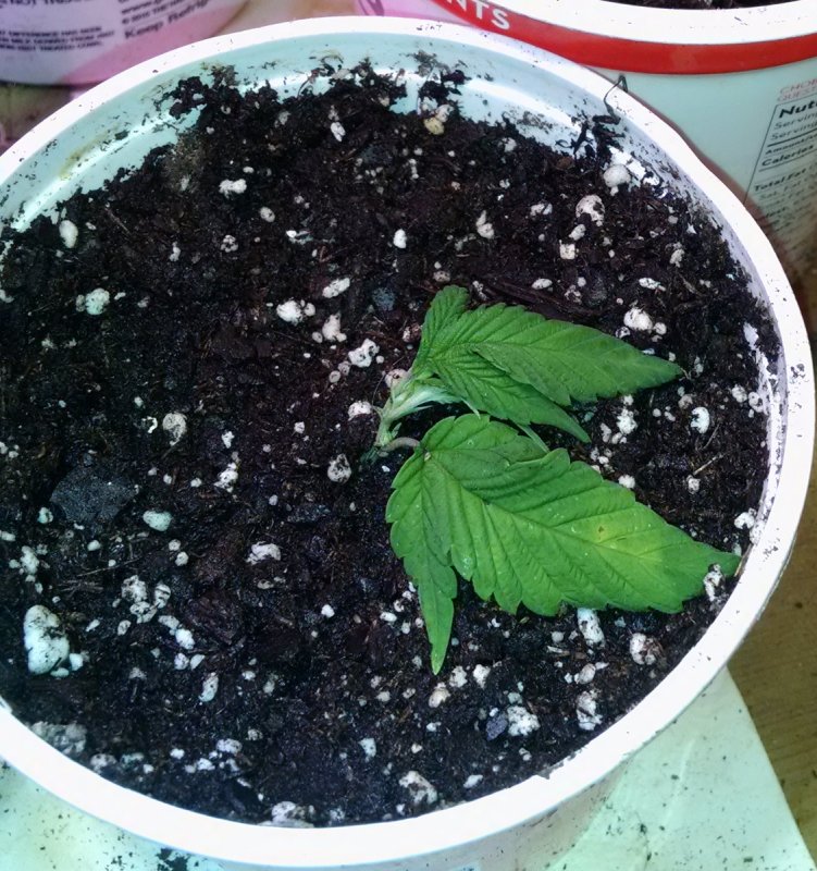 Ducksfoot clone pic3 -2-11-2017.jpg