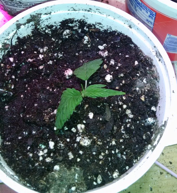 Ducksfoot clone pic4 -2-11-2017.jpg