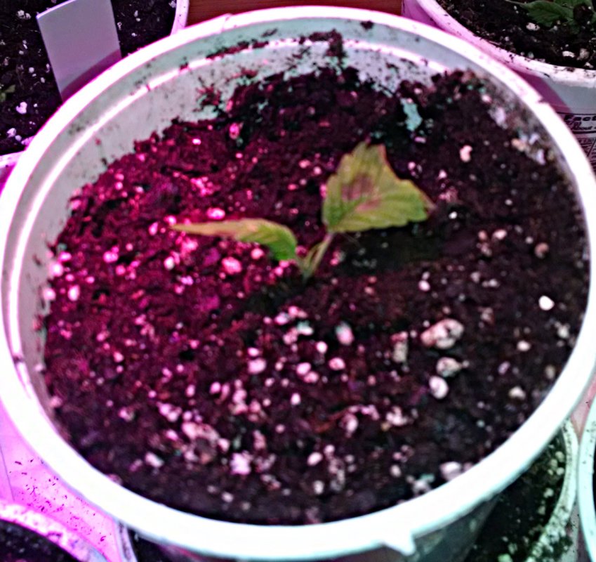 Ducksfoot clone pic5 -2-11-2017.jpg