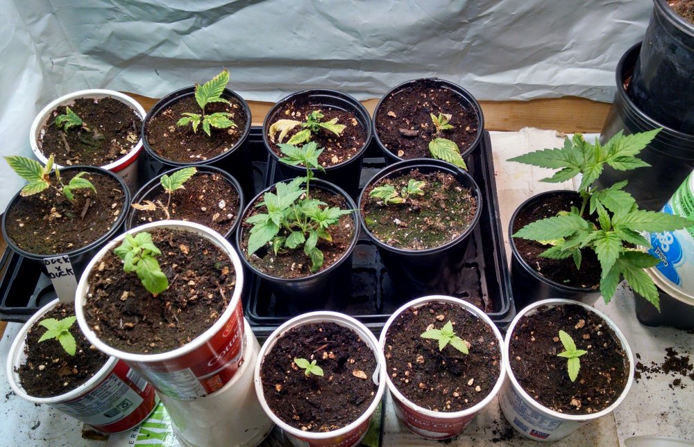 Ducksfoot clones and seedlings pic1 -1-14-2018.jpg