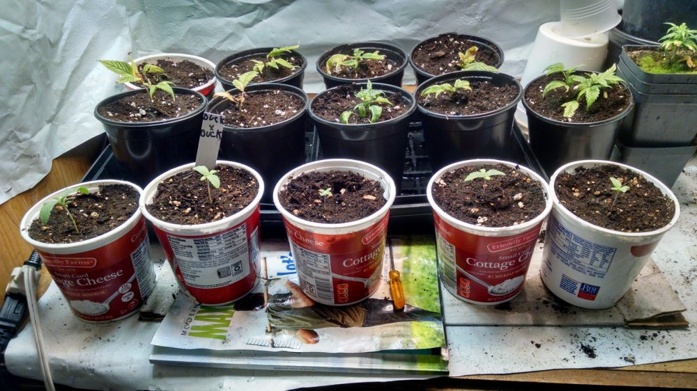 Ducksfoot clones and seedlings pic1 -1-7-2018.jpg