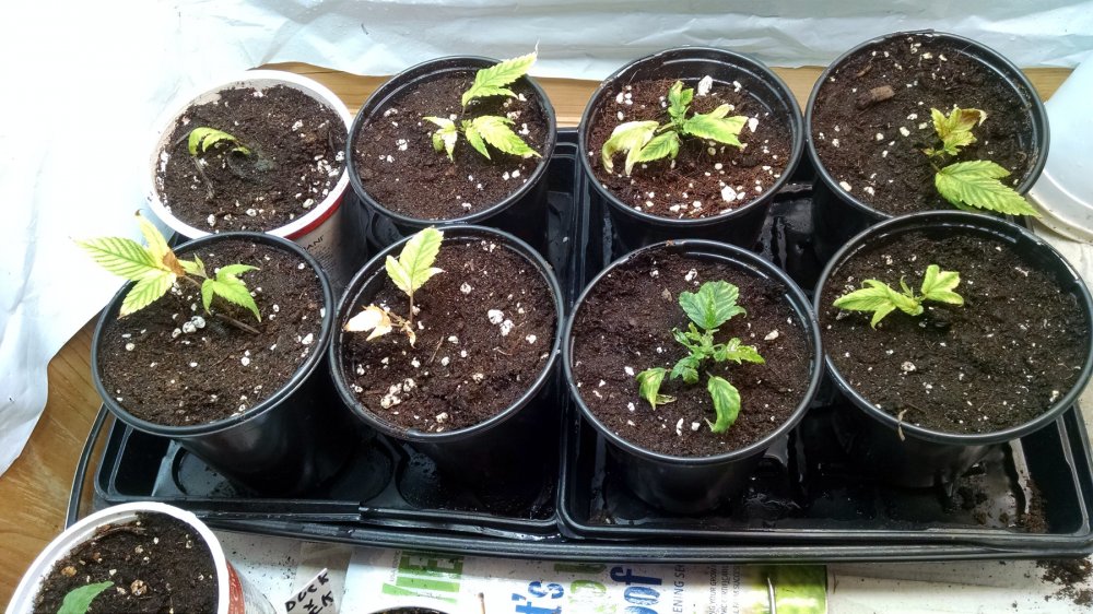 Ducksfoot clones pic1 -1-7-2018.jpg