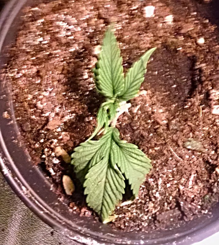 ducksfoot clones pic1 -12-1-2016.jpg