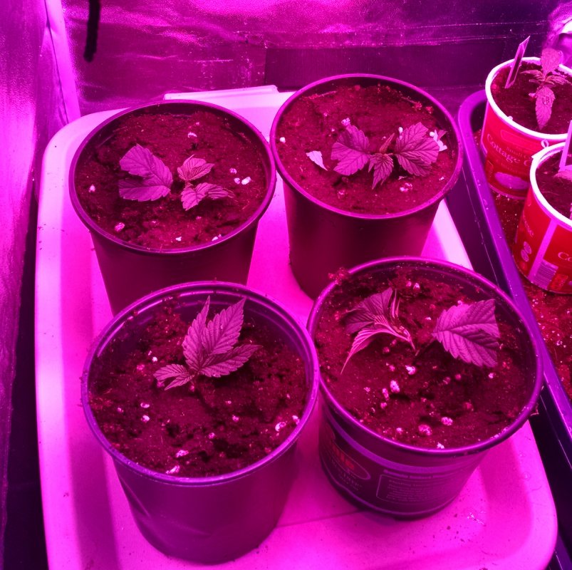 ducksfoot clones pic3 -11-5-2016.jpg