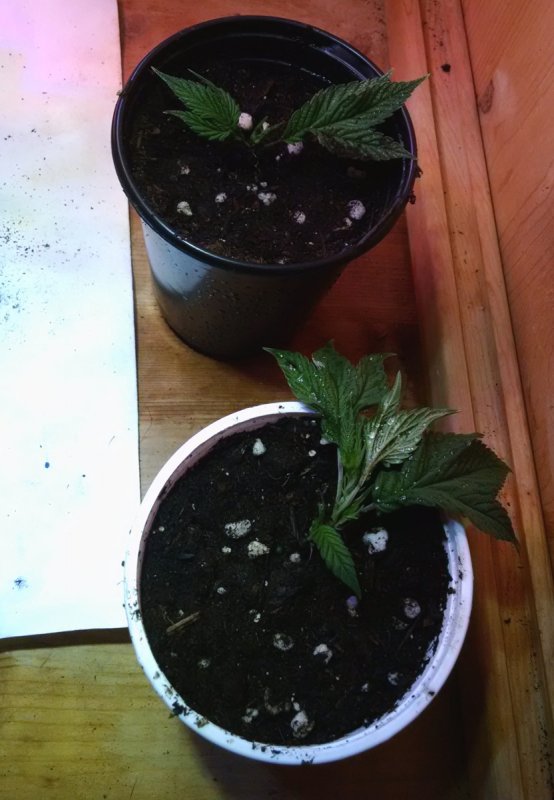 Ducksfoot clones pic3 -12-22-2016.jpg