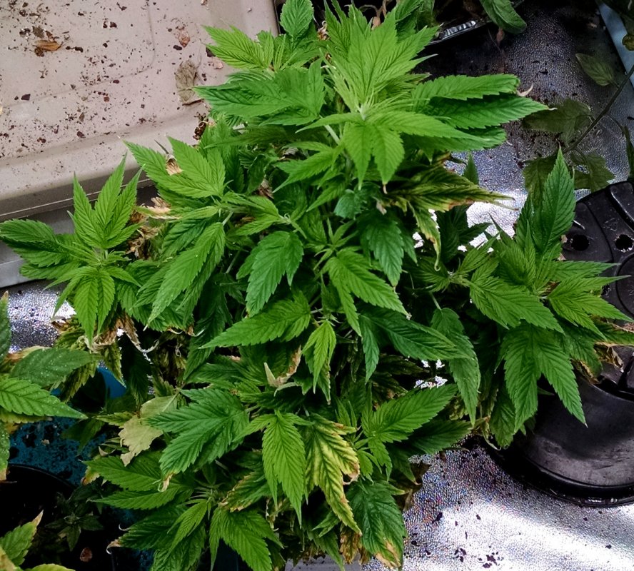 Ducksfoot female plant 2 - pic1 -5-5-2017.jpg