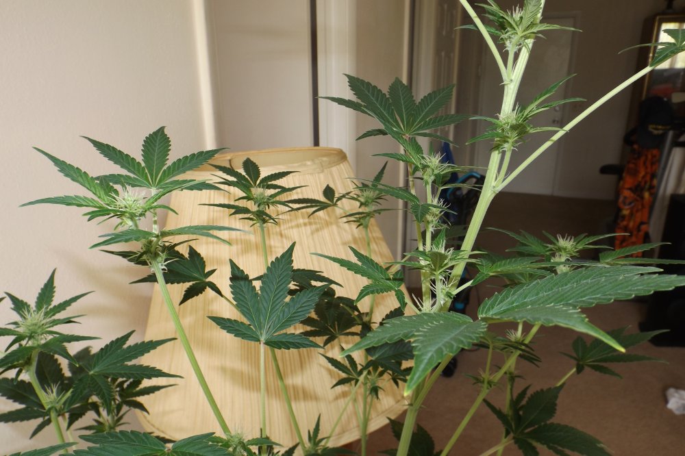 Durban Poiso A second full week of flower.JPG