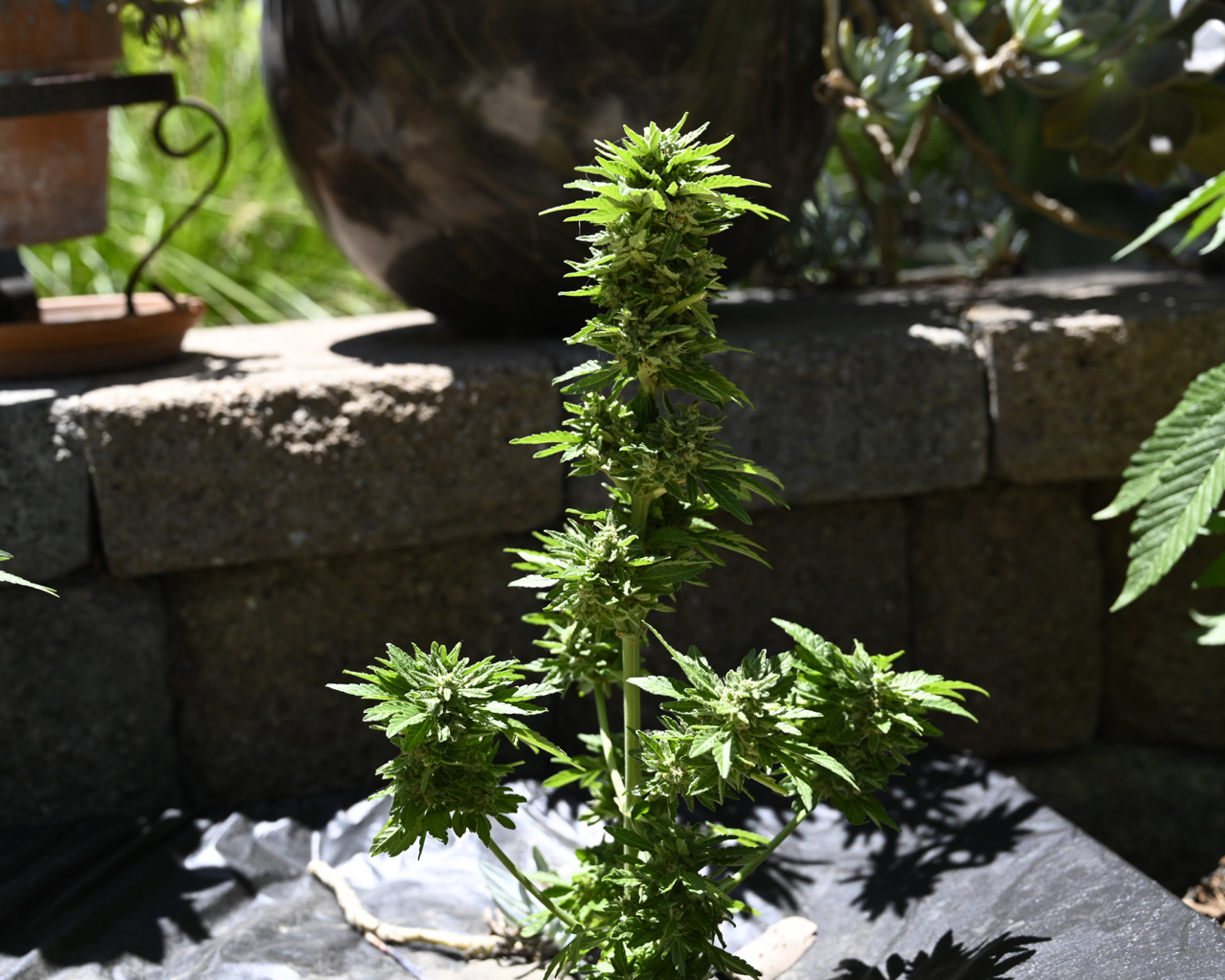 Earthbox Mephisto Day 63 - 2.jpg