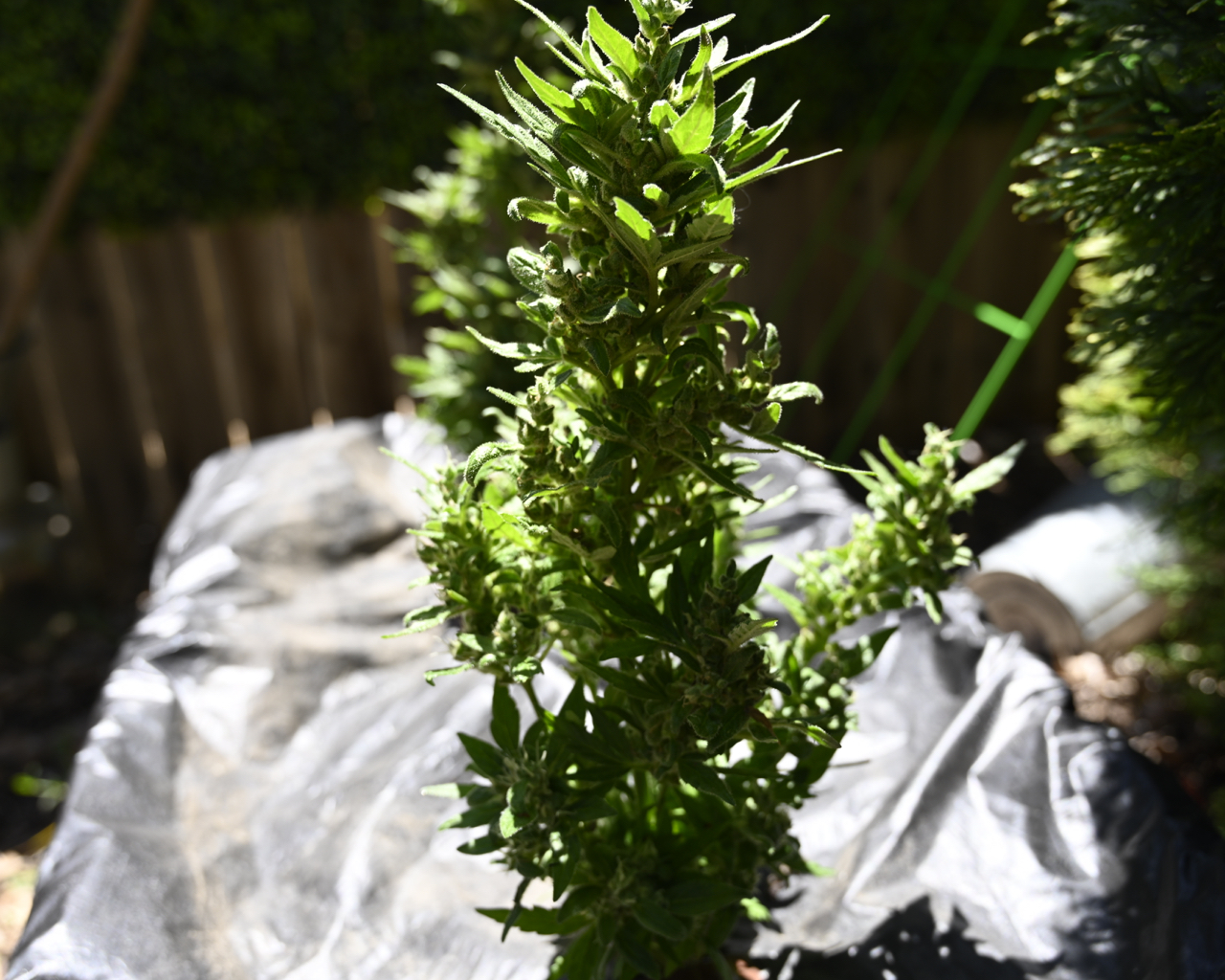 Earthbox Mephisto Day 63 - 6.jpg