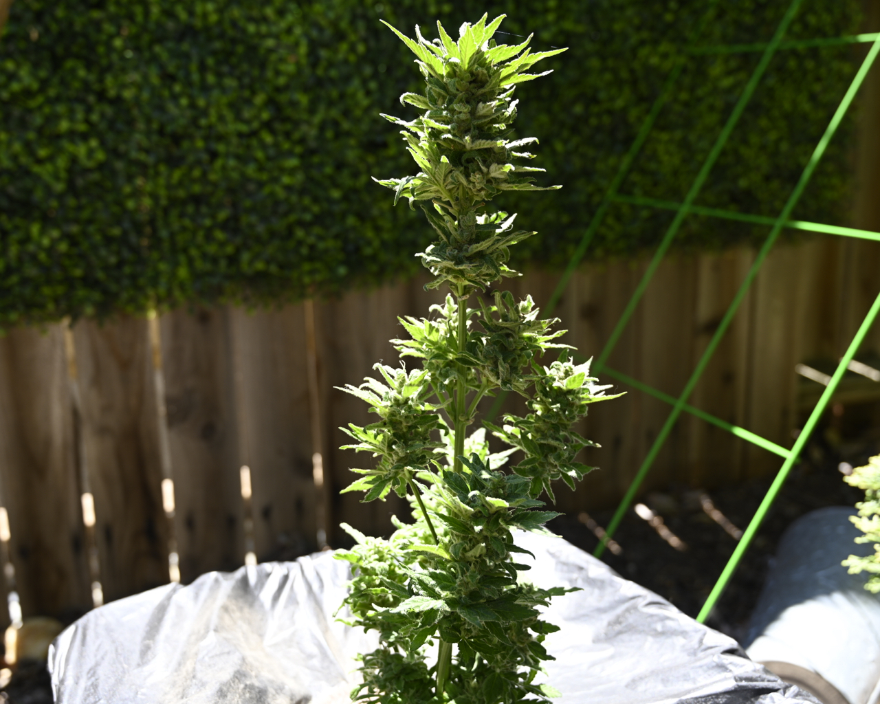 Earthbox Mephisto Day 63 - 7.jpg