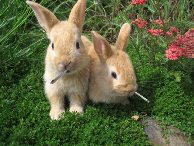 EASTER BUNNIES SMOKING (FILEminimizer).jpg