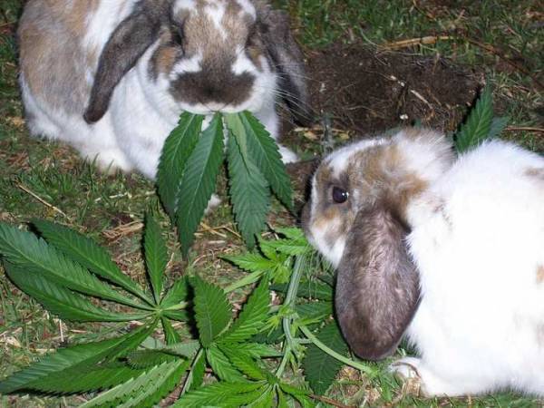 eASTER BUNNY WEED LEAF (FILEminimizer).jpg