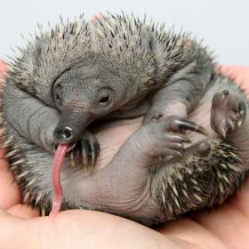 Echidna Image2.jpg