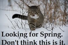 efd4971c9cf511266be6aace4c8b8013--spring-meme-first-day-of-spring.jpg