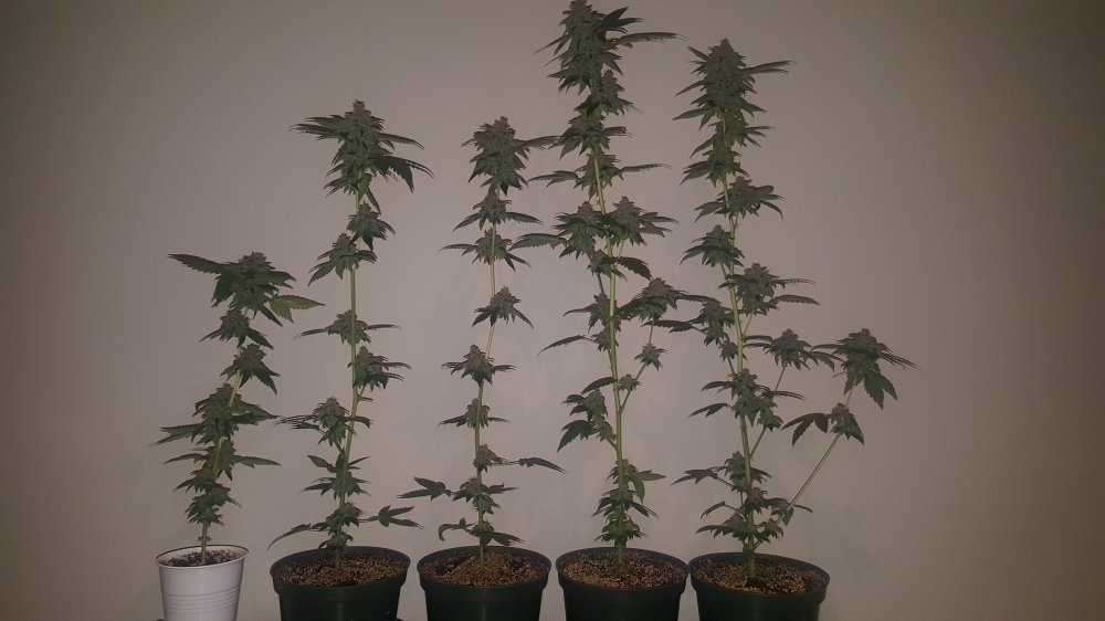 EMDAY161 - HARVEST - CLONES.jpg