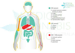 endocannabinoid system.jpg