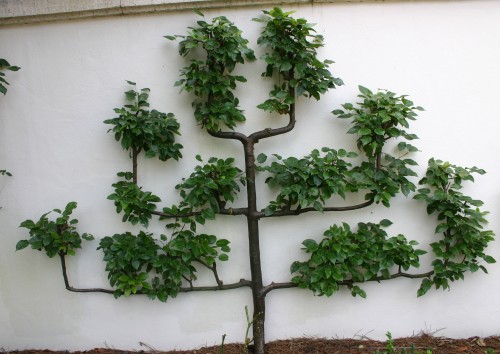 espalier-2-500x354.jpg