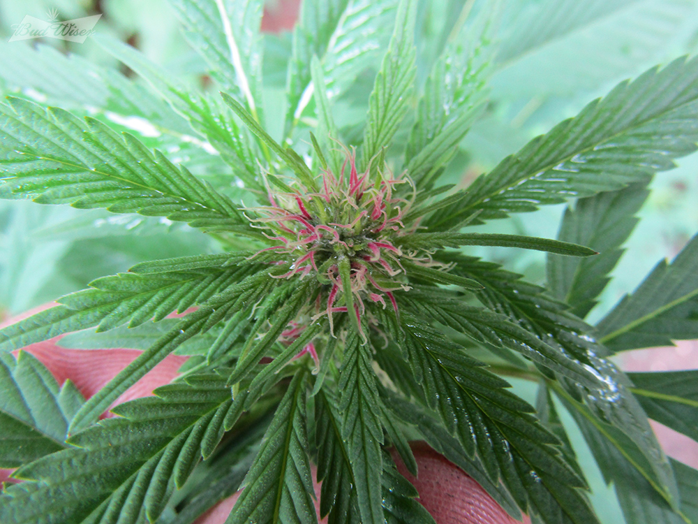 Essex-Kush-pink-pistils.jpg