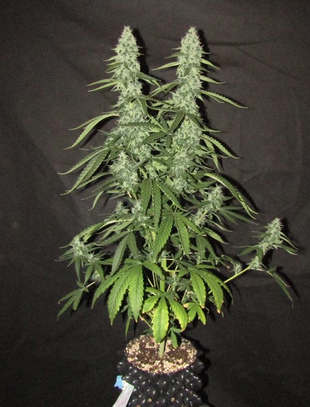 fantasmo express 3L day 55.JPG