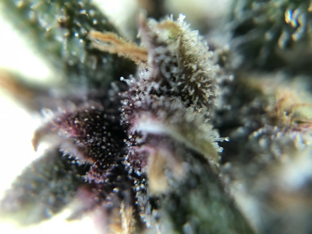 fast bud trichs - day 82.JPG