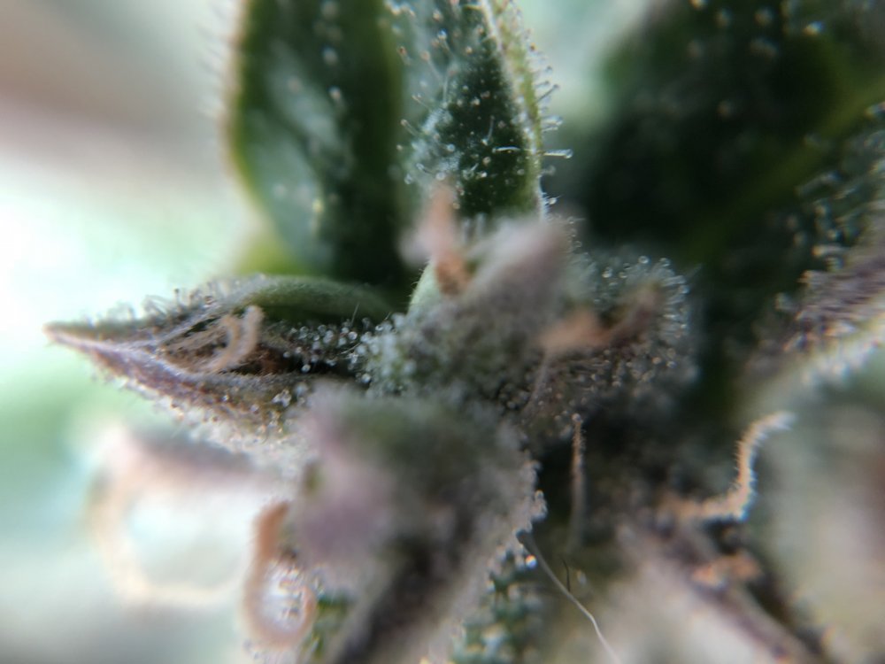 fast buds 2 trichs - day 76.JPG