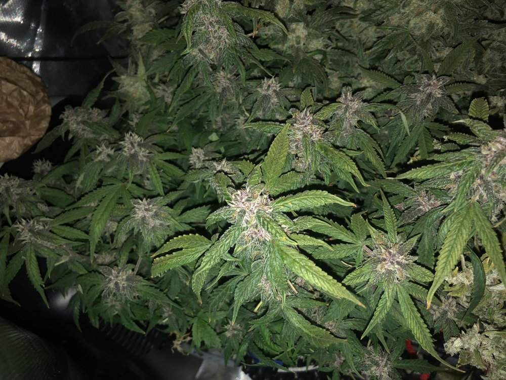 fast buds 68.JPG