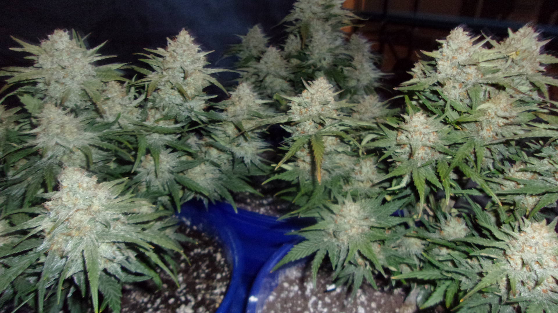 Fast Buds Blueberry auto's.JPG