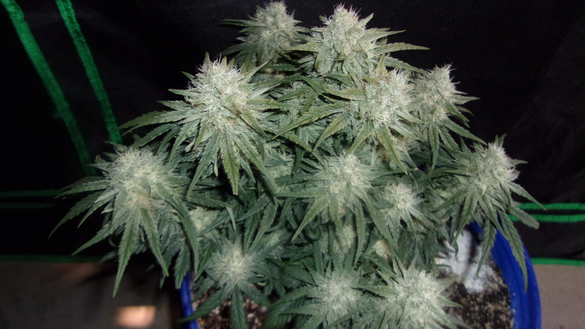 Fast Buds Blueberry.JPG